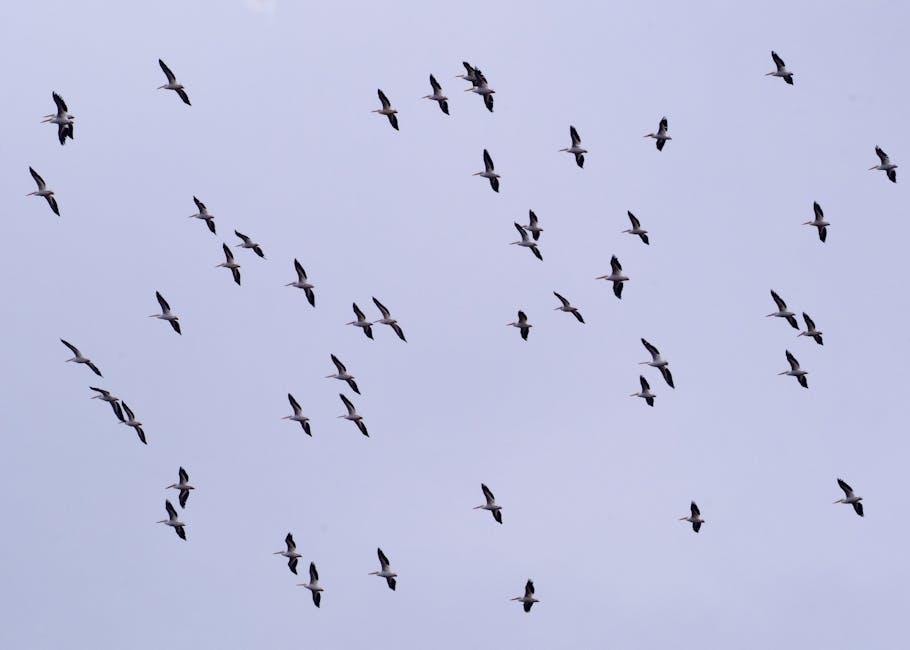 Crossing Borders: Exploring the Dynamics of Migration and Immigration 1 Understanding the Roots of Migration Patterns