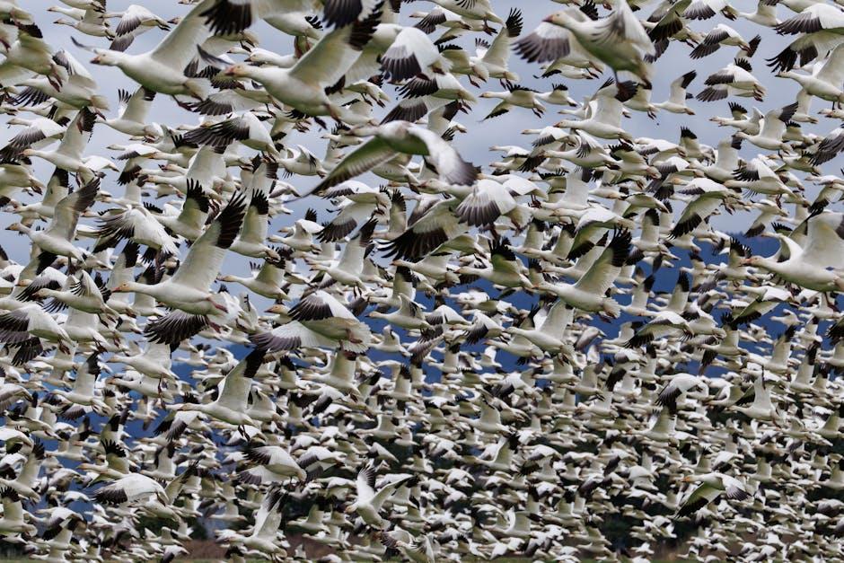 The Invisible Currents Shaping Global Migration Patterns