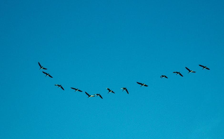 Emerging Trends Shaping Modern Migration Patterns