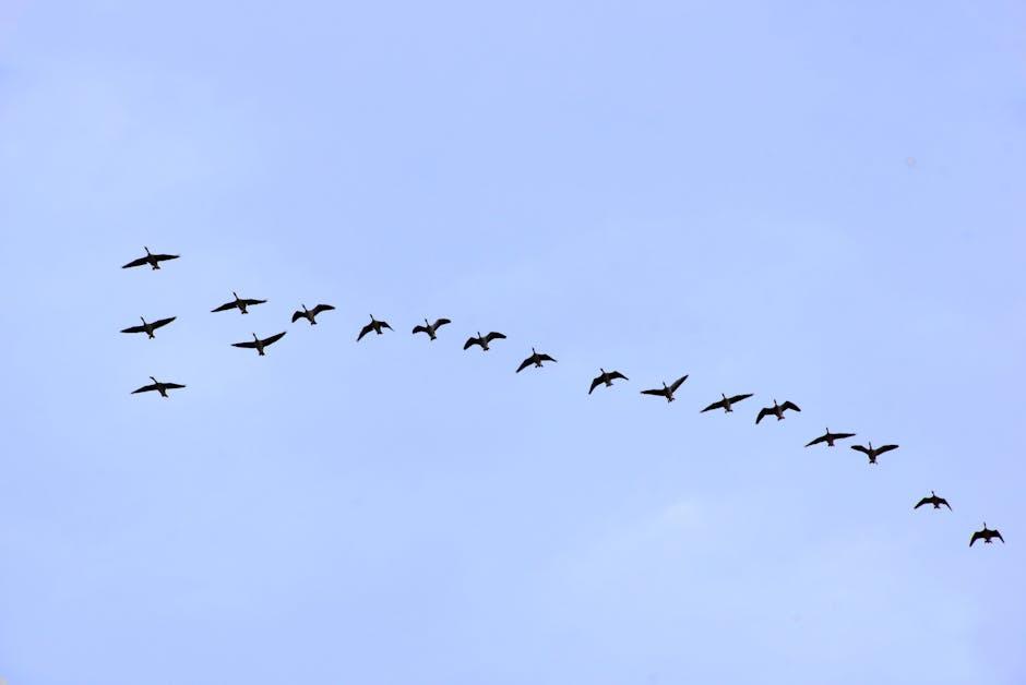 The Dynamics of Migration Patterns in the 21st Century