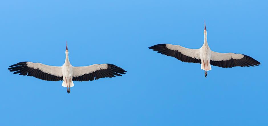 Crossroads of Movement and Sovereignty Unpacking the Costs Behind Migratory Control