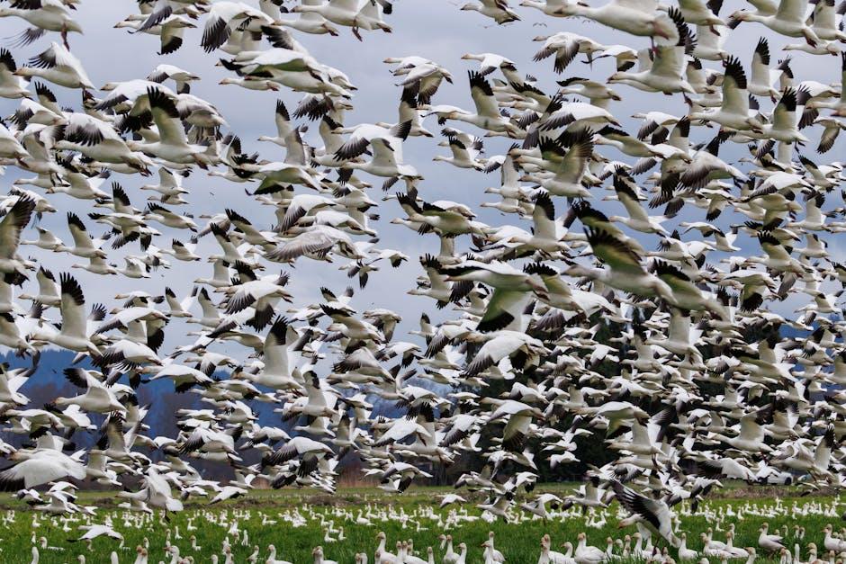 The Historical Currents Shaping Migration Trends