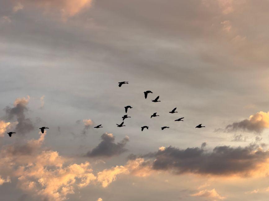 Borders in Flux: Why Embracing Migration’s Complexity Outweighs Simplistic Solutions 1 Rethinking Migration Myths Beyond Black and White Narratives