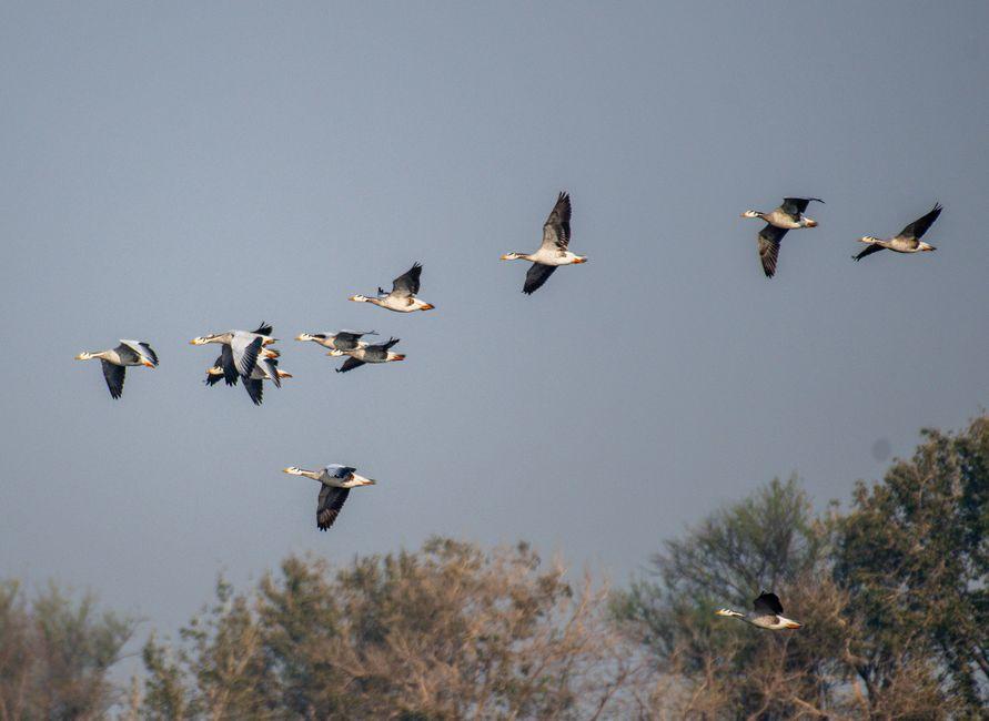 Refining System Architectures for Scalable Migration and Immigration Workflows