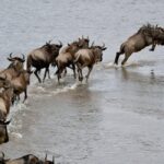 Crossing Borders: The Ever-Shifting Tides of Global Migration