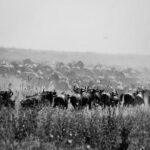 Journeys and Destinations: Exploring Migration and Immigration