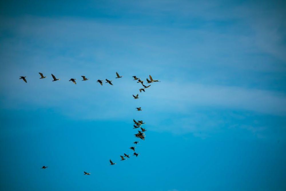 Optimizing Migration and Immigration Processes: Technical Frameworks, Performance Metrics, and Strategic Selection Criteria