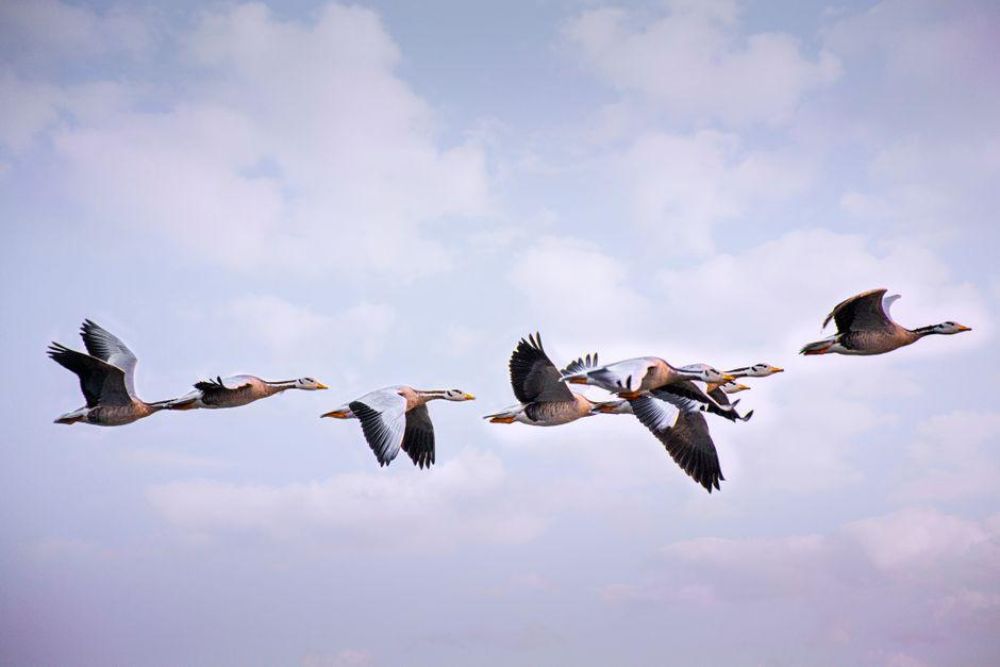 Optimizing Migration and Immigration Processes: Comparative Analysis, Selection Criteria, and Workflow Performance Strategies