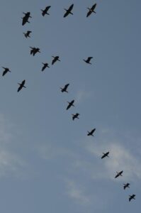 Crossing Borders: Navigating the Tides of Global Migration