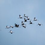 Crossing Borders: Exploring Migration and Immigration Trends