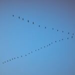 Waves Across Borders: Tracing the Patterns of Global Migration