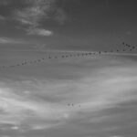 Journeys Beyond Borders: The Changing Face of Global Migration