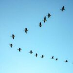 Bridges and Borders: Understanding Migration and Immigration Trends