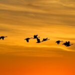 Bridging Worlds: Understanding Migration and Immigration Trends