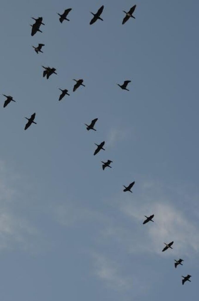 Crossing Borders: The Ever-Shifting Story of Global Migration