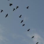 Borders in Motion: Why Global Migration Defies Simple Solutions and Demands Strategic Rethink