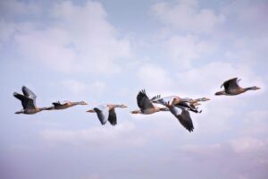Analyzing Migration and Immigration: Technical Frameworks, Performance Metrics, and Strategic Selection Criteria