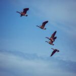 Optimizing Migration and Immigration Processes: Technical Criteria, Workflow Integration, and Performance Metrics for Policy and Operational Efficiency