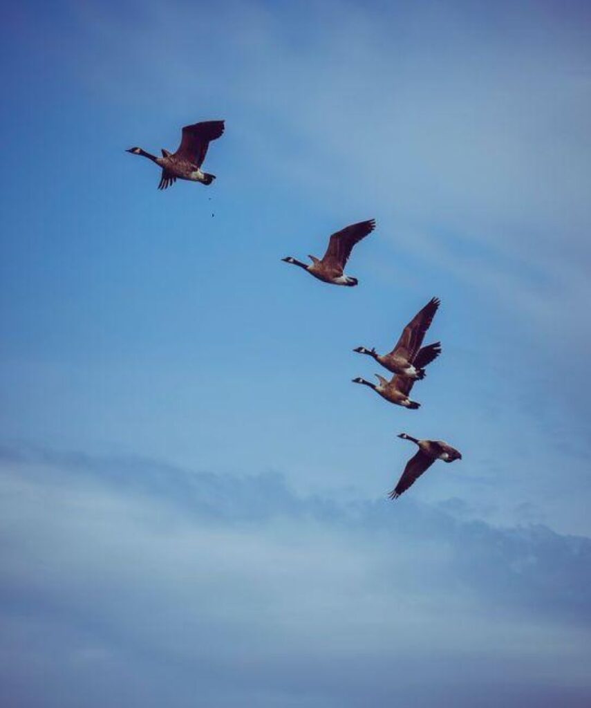 Optimizing Migration and Immigration Processes: Technical Criteria, Workflow Integration, and Performance Metrics for Policy and Operational Efficiency